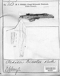 Capitotricha bicolor image